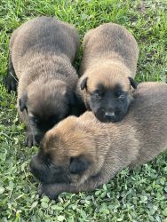 Puppies need home