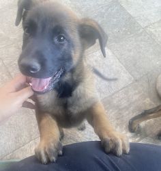 Very cute puppy in need of good home