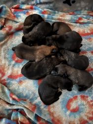 10 boy puppies