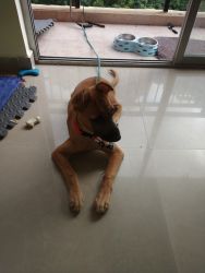 4 months old Belgian Malinois puppy for adoption