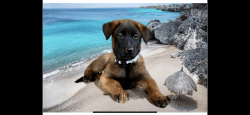 Purebred BELGIAN MALINOIS PUPPIES -10 weeks old, male and female