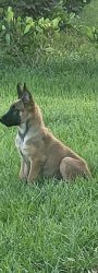 6 Month Old Pure bred Belgian Malinois free to first responder
