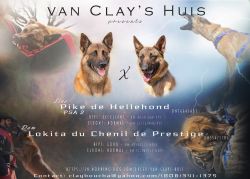 AKC registered Belgian Malinois pups