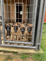 10 week old Belgian Malinois puppy’s for sale