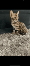 Male Bengal kitten for sale