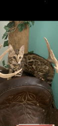 Female bangle cat