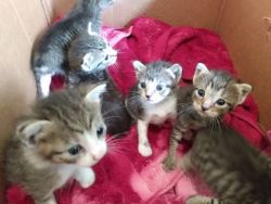 6 kittens need a home!