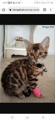Bengal kitty for sale