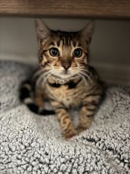Bengal female kitten looks for a new home