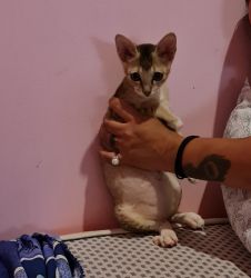 2month old kitten for free adoption