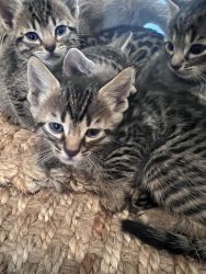 Bengal kitten breeder