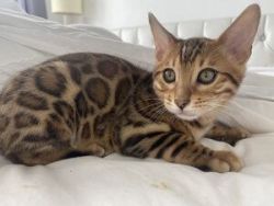 Gorgeous Bengals for sale