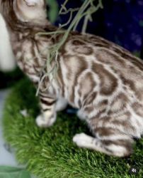 Lovely Bengal for sale