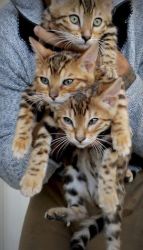 Lovely Bengal kittens for sale