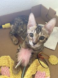 Bengal Kittens from Tica registered pedigree parents