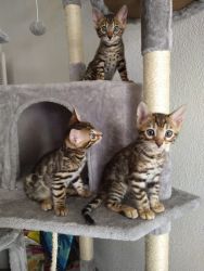 Bengal kittens by Miss Chloe