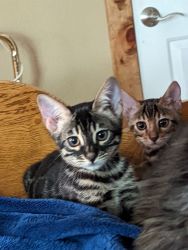 Bengal babies looking for new forever home