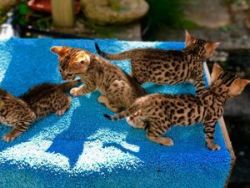 Adorable Bengal kittens For Sale