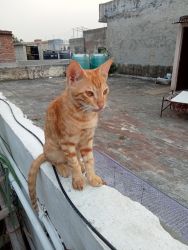 Parsian Cat for sale