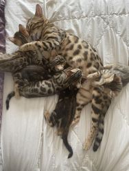 5 Bengal kittens