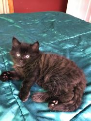 Bengal/ rag doll mix kittens for sale