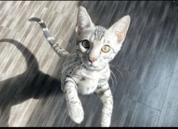 TICA BENGAL KITTENS AVAILABLE