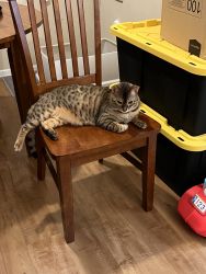 One year old neutered pure breed Bengal