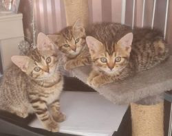 Tabby / Bengal kittens 9 weeks old at time of posting