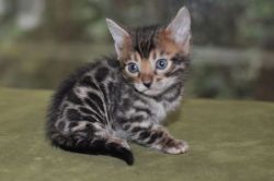 Bengal kittens for sale in Utah 4300 for show quality kits 2800 for M