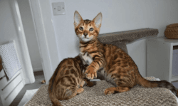Gorgeous Bengal kittens available now