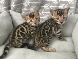 Beautiful Bengal kittens