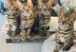 Cute Bengal kittens available for a new home.