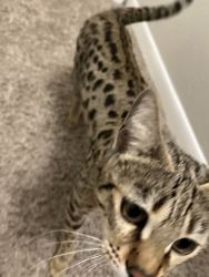 Female Bengal For Sale