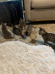 2 Month old Bengal Kittens for sale, Allen TX