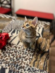 Bengal Kittens for SALE