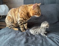 NICC TICA REGISTERED BENGAL KITTENS FOR ADOPTION NOW