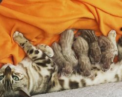 ❄️Snow Bengal kittens for sale