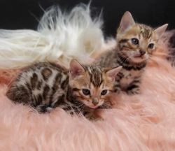male and female bengal kitten