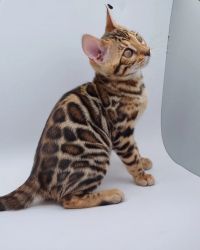 Buy Bengal kittens online
