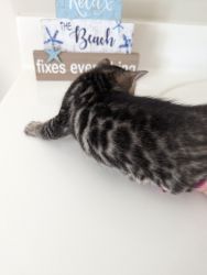 Bengal kittens available!
