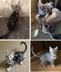 Bengal Kittens, TICA registered