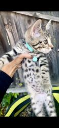 Savannah/Bengal Kittens
