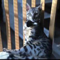Bengal Cat for Sale Savannah
