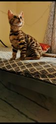 Bengal Kitten For Sale / Lee