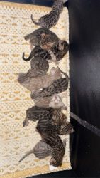 Pure bred bengal kittens TICA registered