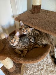 Female Kittens