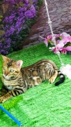 Bengal kitty