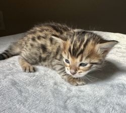 Golden Cashmere Bengal Kittens Available