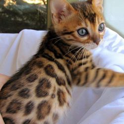 Bengal Cat - kittens