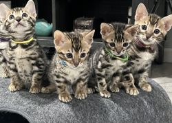 TICA and CFA Registered Bengal Kittens